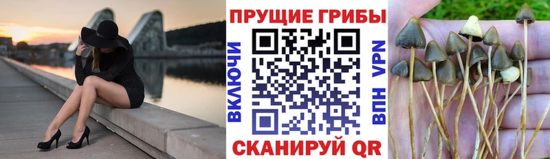 Галлюциногенные грибы Psilocybine cubensis  Саяногорск 
